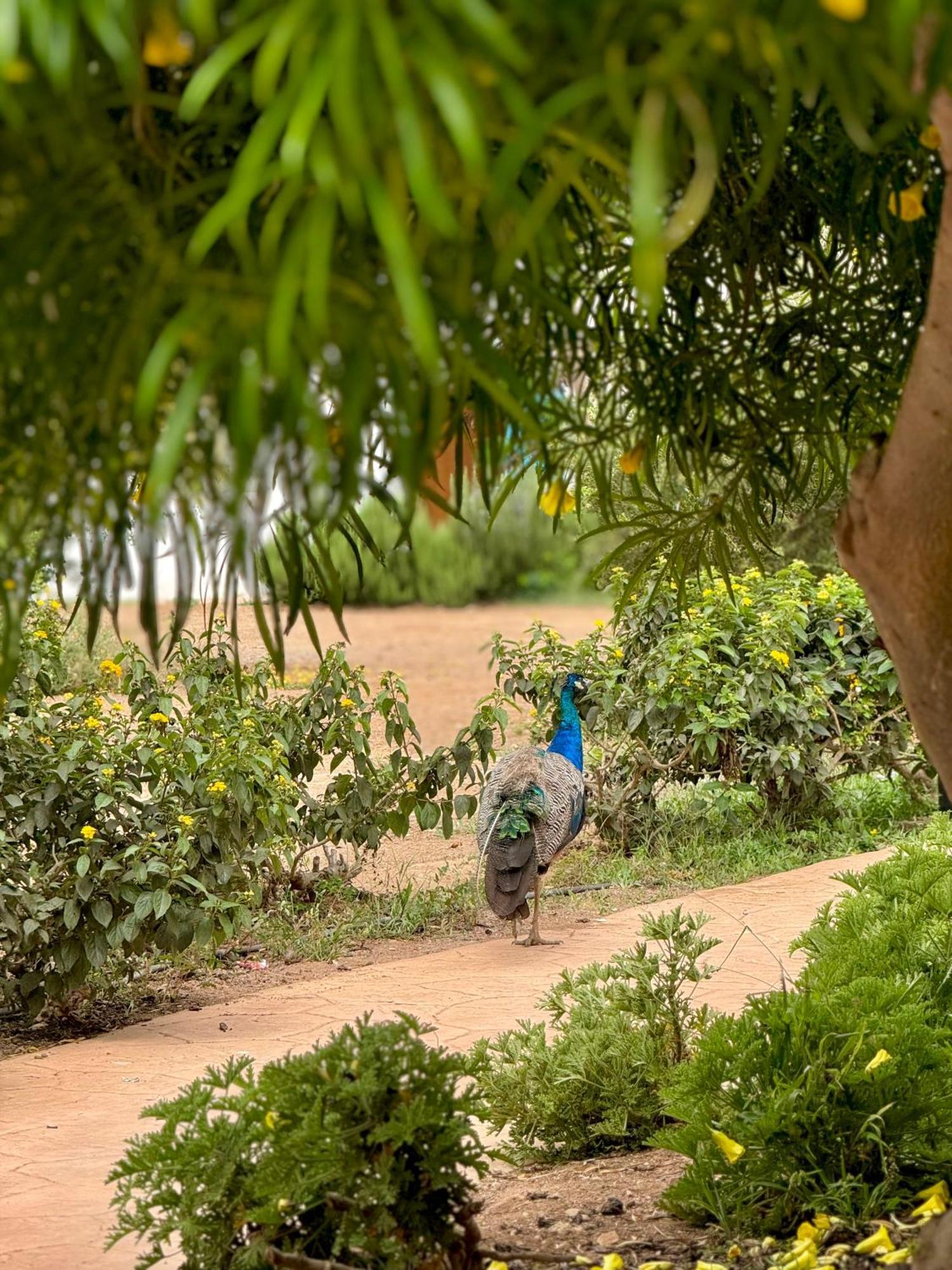 Lunja Village - Agadir Imi Ouaddar Exterior foto
